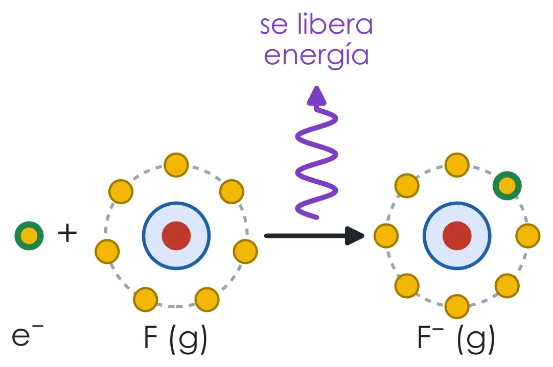 Afinidad electrónica. Cuando el flúor gaseoso capta un electrón, que completa su capa de valencia, se libera energía: 328 kJ/mol