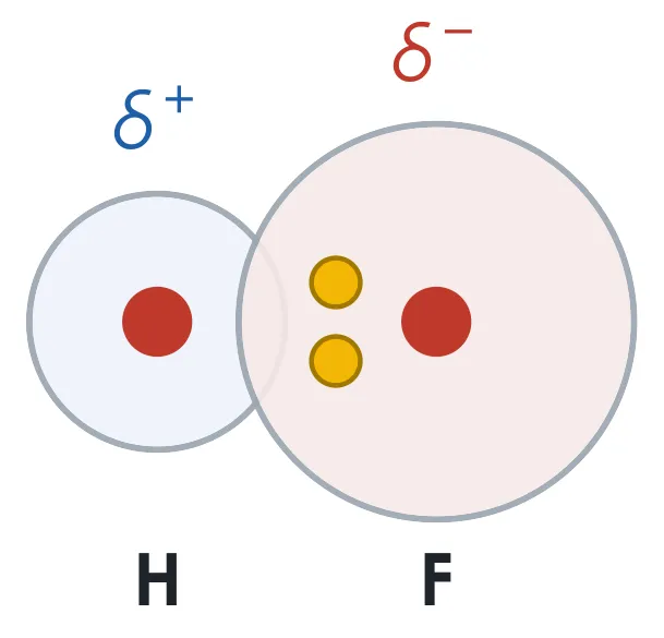 Electronegatividad. En el enlace H–F, el par queda más cerca del flúor: el flúor se queda con una carga parcial negativa (δ−) y el hidrógeno, con una positiva (δ+)