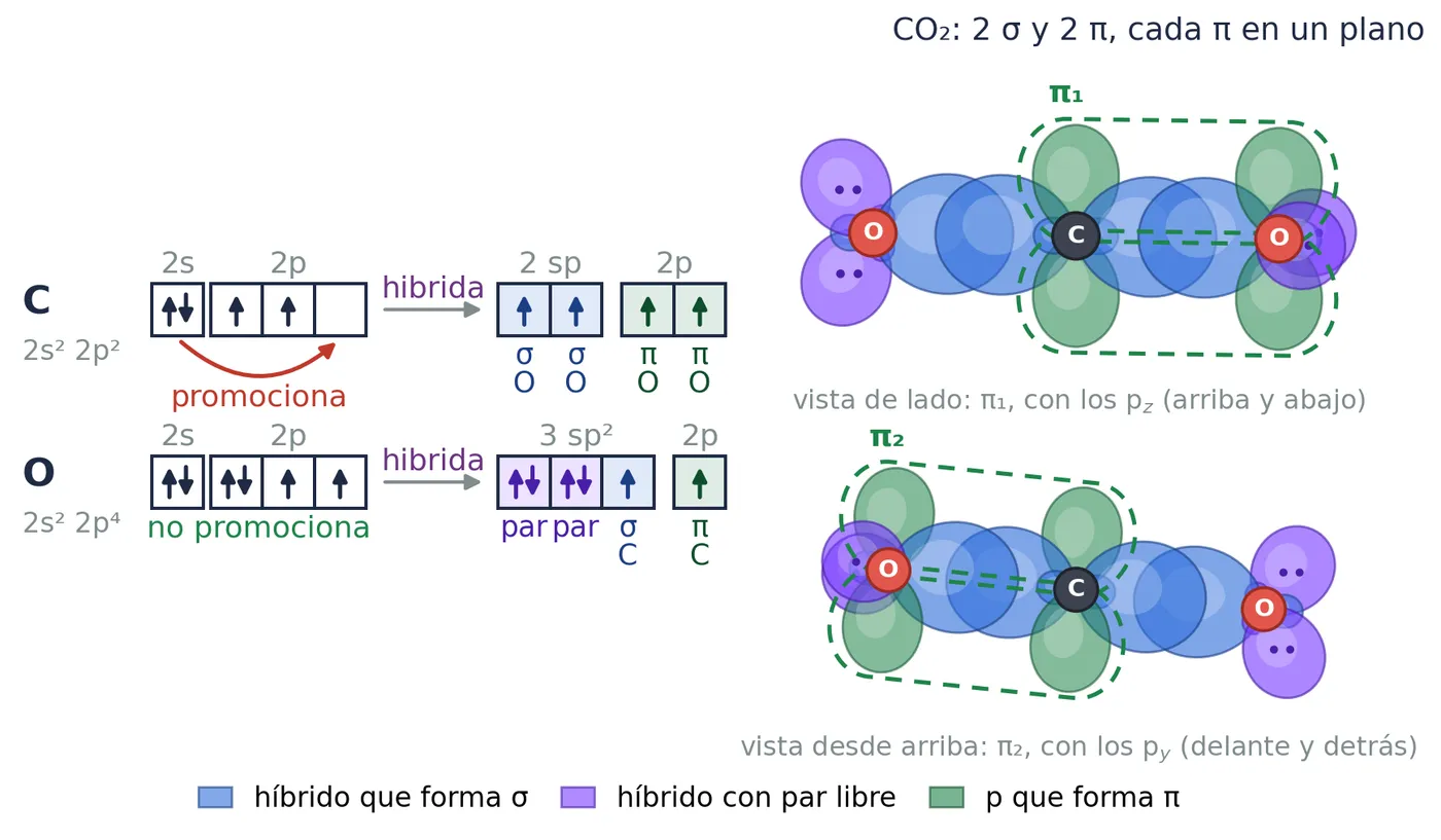 CO₂. El carbono es sp y cada oxígeno, sp², sin promocionar: dos de sus híbridos guardan los pares libres (morado) y el tercero forma el σ con el carbono. 2 σ y 2 π, cada π en un plano