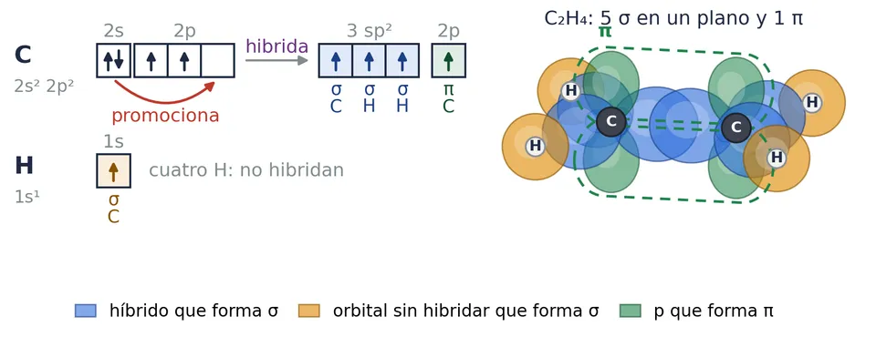 Eteno, C₂H₄. Cada carbono forma tres híbridos sp² en un plano (azul) y le sobra un 2p (verde). Los dos 2p, paralelos, solapan de lado por encima y por debajo del plano: el enlace π