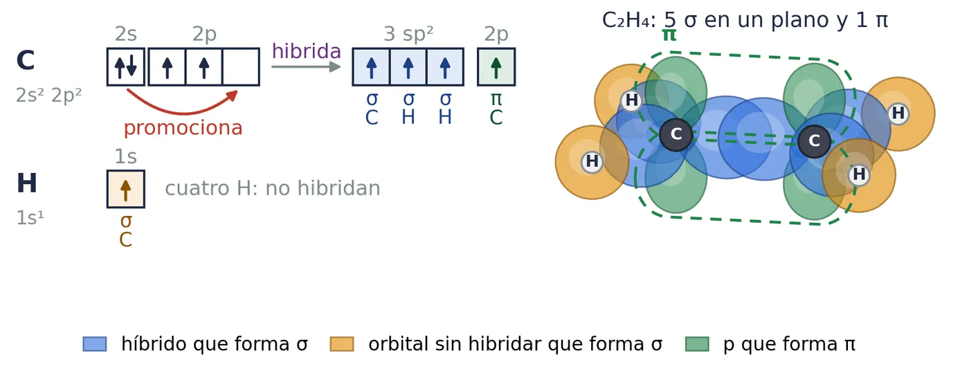 Eteno, C₂H₄. Cada carbono forma tres híbridos sp² en un plano (azul) y le sobra un 2p (verde). Los dos 2p, paralelos, solapan de lado por encima y por debajo del plano: el enlace π
