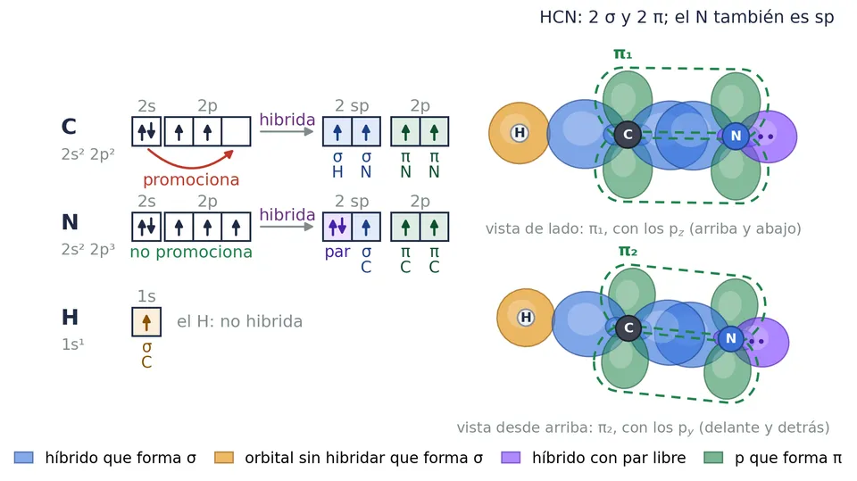 HCN. El carbono es sp y el nitrógeno también, sin promocionar: uno de sus sp guarda el par libre, hacia fuera (morado), y el otro forma el σ con el carbono. 2 σ y 2 π