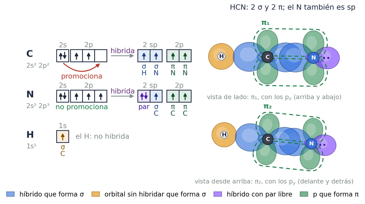 HCN. El carbono es sp y el nitrógeno también, sin promocionar: uno de sus sp guarda el par libre, hacia fuera (morado), y el otro forma el σ con el carbono. 2 σ y 2 π