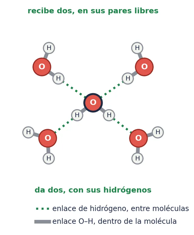 Una molécula de agua da dos enlaces de hidrógeno con sus dos H y recibe otros dos en sus dos pares libres