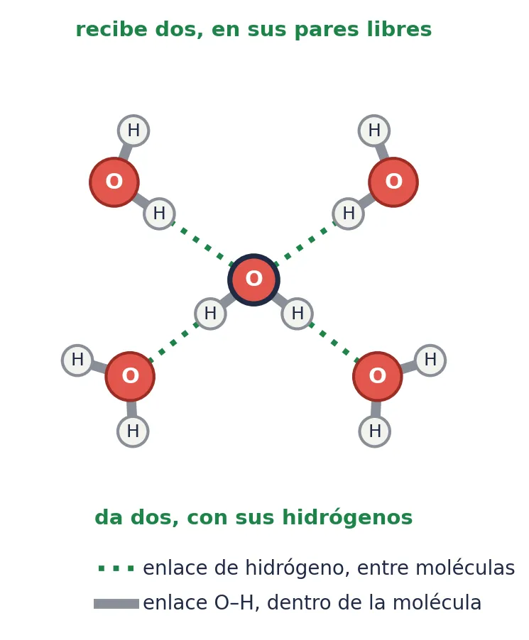Una molécula de agua da dos enlaces de hidrógeno con sus dos H y recibe otros dos en sus dos pares libres