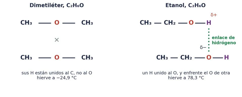 El dimetiléter y el etanol tienen la misma fórmula molecular, C₂H₆O, y los mismos 26 electrones. Solo el etanol tiene un H unido al O: hierve a 78,3 °C, y el éter, a −24,9 °C