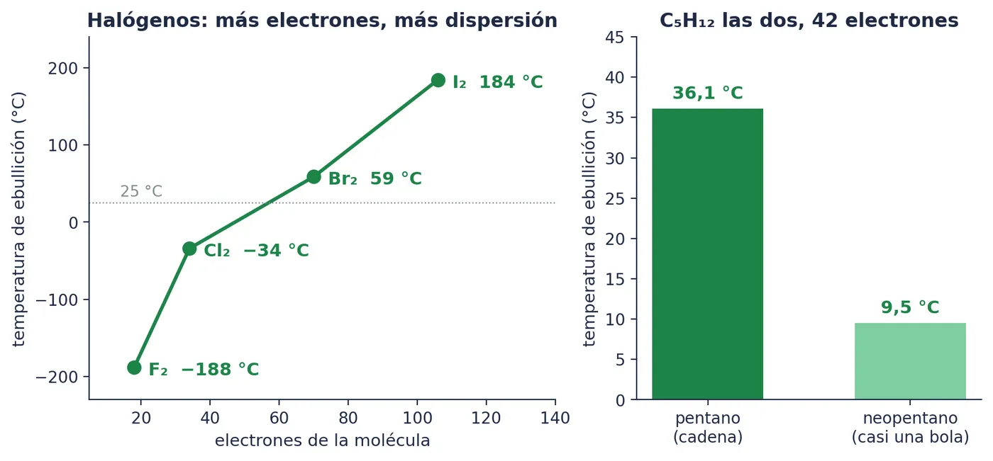 A la izquierda, los halógenos: moléculas apolares iguales salvo en el tamaño, y su temperatura de ebullición sube con el número de electrones. A la derecha, el pentano y el neopentano: la misma fórmula y los mismos 42 electrones, y temperaturas de ebullición de 36,1 °C y de 9,5 °C