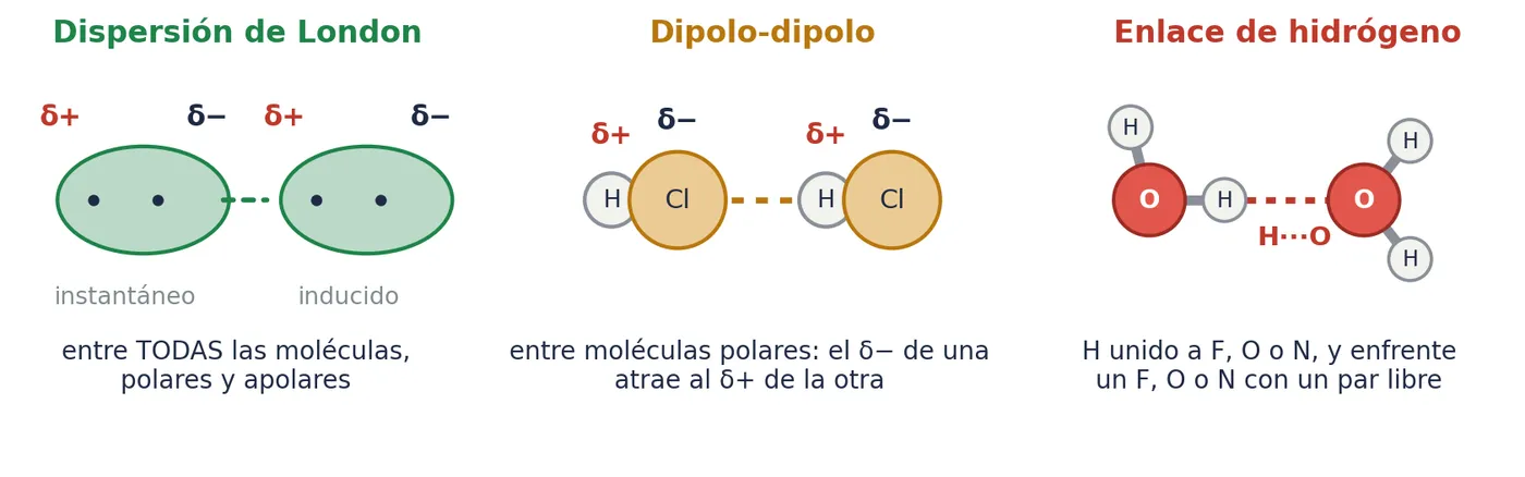 Las tres fuerzas entre moléculas: la dispersión de London, entre un dipolo instantáneo y el que induce; la dipolo-dipolo, entre moléculas polares; y el enlace de hidrógeno, entre un H unido a F, O o N y un par libre de otra molécula