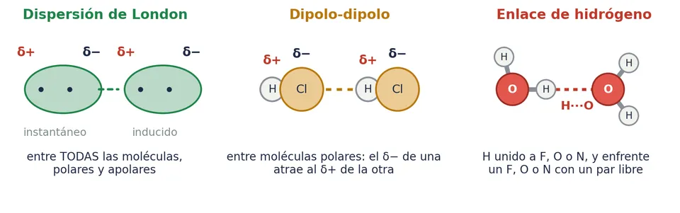 Las tres fuerzas entre moléculas: la dispersión de London, entre un dipolo instantáneo y el que induce; la dipolo-dipolo, entre moléculas polares; y el enlace de hidrógeno, entre un H unido a F, O o N y un par libre de otra molécula