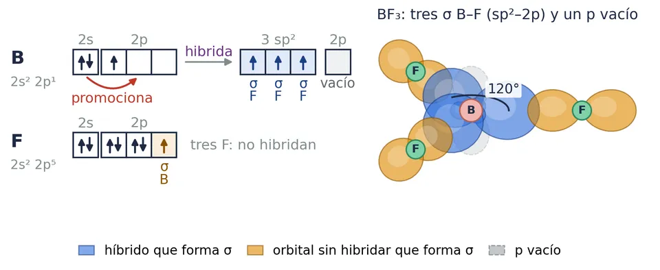 El trifluoruro de boro: el boro promociona e hibrida sp². Sus tres híbridos (azul) solapan de frente con un 2p de cada flúor (naranja): tres σ B⁠–⁠F (sp²⁠–⁠2p), en un plano, a 120°. Le queda un 2p vacío (gris), perpendicular al plano