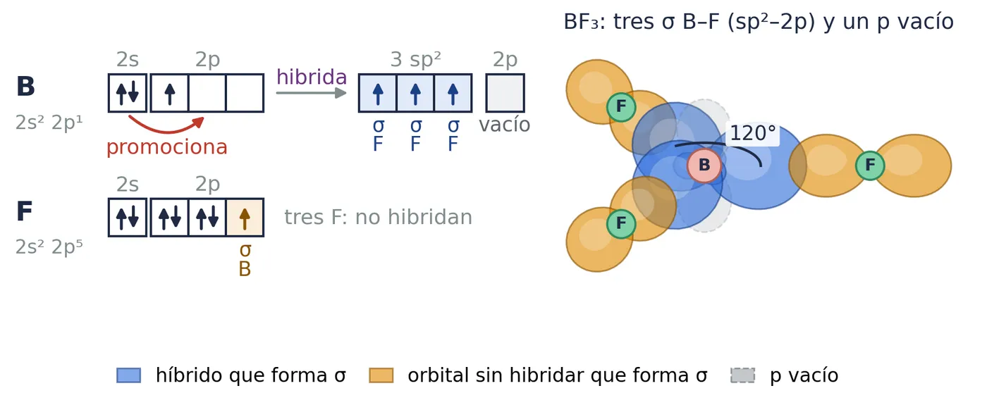 El trifluoruro de boro: el boro promociona e hibrida sp². Sus tres híbridos (azul) solapan de frente con un 2p de cada flúor (naranja): tres σ B⁠–⁠F (sp²⁠–⁠2p), en un plano, a 120°. Le queda un 2p vacío (gris), perpendicular al plano