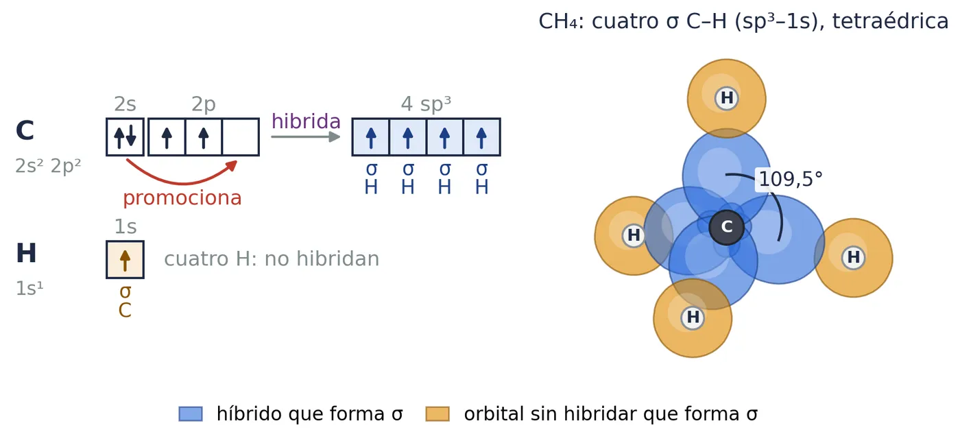 El metano: el carbono promociona e hibrida sp³, y cada híbrido (azul) solapa de frente con el 1s de un hidrógeno (naranja). Cuatro enlaces σ C⁠–⁠H (sp³⁠–⁠1s), hacia los vértices de un tetraedro, a 109,5°