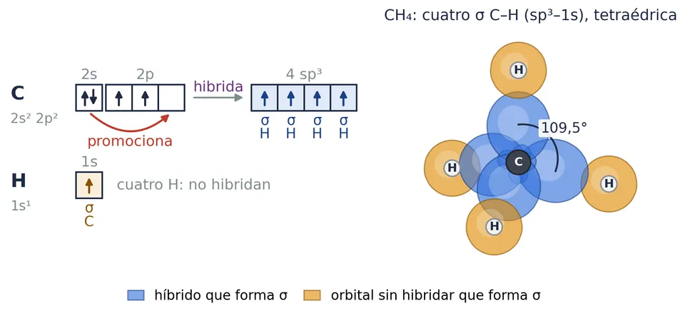 El metano: el carbono promociona e hibrida sp³, y cada híbrido (azul) solapa de frente con el 1s de un hidrógeno (naranja). Cuatro enlaces σ C⁠–⁠H (sp³⁠–⁠1s), hacia los vértices de un tetraedro, a 109,5°