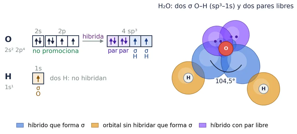 El agua: el oxígeno no promociona e hibrida sp³. Dos híbridos (azul) forman los σ O⁠–⁠H con los 1s de los hidrógenos y los otros dos (morado) alojan los dos pares libres. Angular, a 104,5°