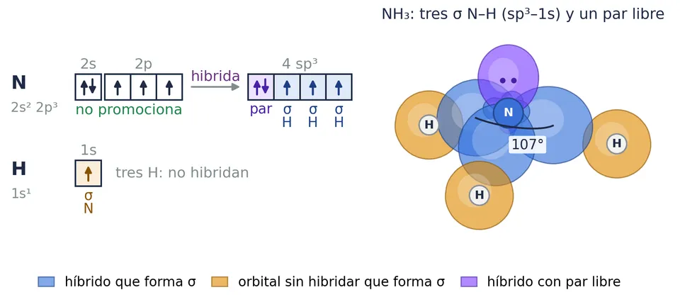 El amoniaco: el nitrógeno no promociona e hibrida sp³. Tres híbridos (azul) forman los σ N⁠–⁠H con los 1s de los hidrógenos y el cuarto (morado) aloja el par libre. Pirámide trigonal, a 107°