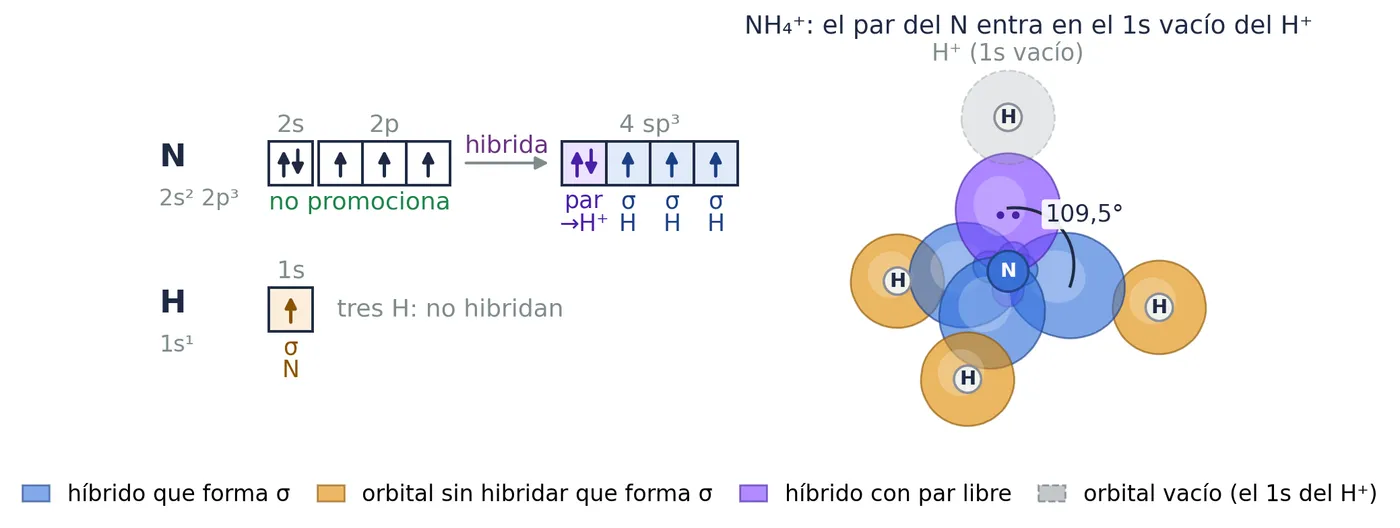 El ion amonio: el híbrido sp³ del nitrógeno con el par libre (morado) solapa con el 1s vacío del H⁺ (gris) y forma un enlace σ dativo. Los cuatro enlaces N⁠–⁠H quedan iguales, hacia los vértices de un tetraedro, a 109,5°