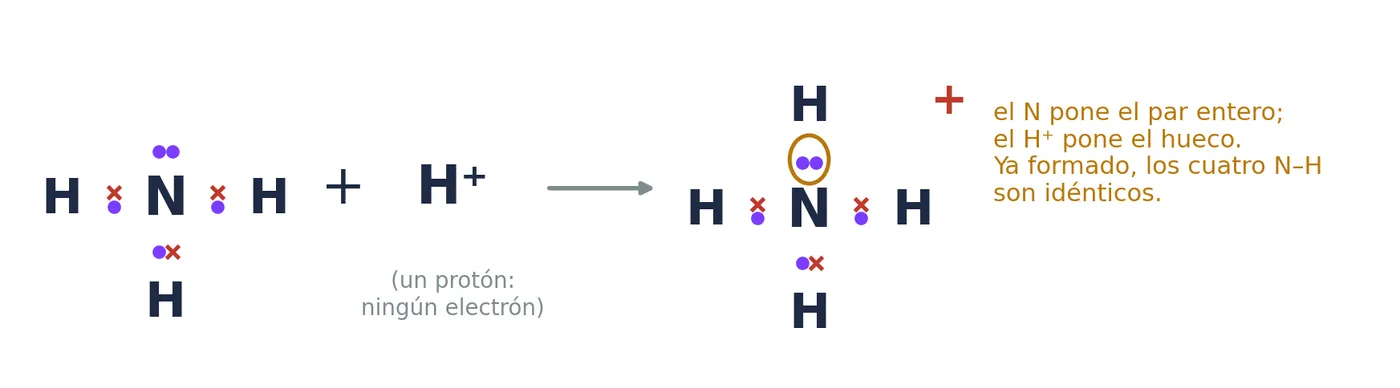 El ion amonio: el par libre del nitrógeno del NH₃ forma el cuarto enlace con un H⁺, que no trae ningún electrón. Una vez formado, los cuatro enlaces N–H son idénticos
